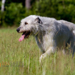 wolfhund11